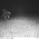 Illustration for article titled Police set up camera to record wildlife, capture shithead teens instead